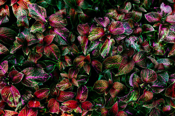 istock colorful of leaves texture background 1456572354