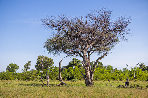 Dead tree on the savannah plain area at the Okavango National Park in Botswana