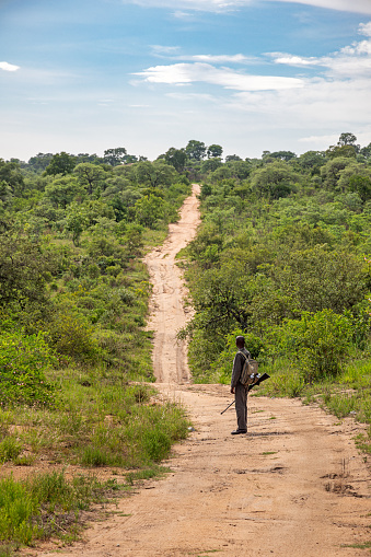 Kruger Park, South Africa - December 3th 2022: \nGamekeeper with a shotgun standing guard for a group of tourists on a walking safari