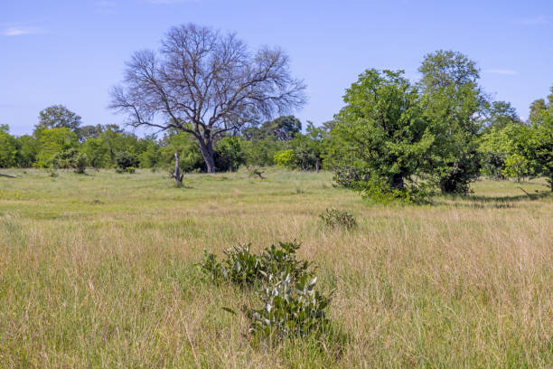 istock Trees on a savannah area in Botswana 1456574707