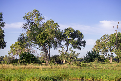 Trees on the flat savannah area in the Okavango National Park in Botswana