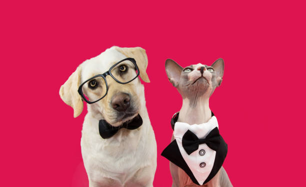 Banner two pets dog and cat celebrating valentine's day or anniversary wearing a tuxedo and a bow tie. Isolated on  magenta background Banner two pets dog and cat celebrating valentine's day or anniversary wearing a tuxedo and a bow tie. Isolated on  magenta background dog tuxedo stock pictures, royalty-free photos & images