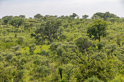 Lush bushveld landscape in the Kruger National Park in South Africa