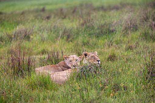 Two female lions hiding in high grass in a wetland in the Okavango National Park in Botswana