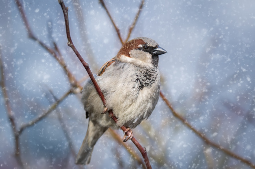 Eurasian tree sparrow (Passer montanus), small brown bird sitting on the branch. First snow with animals. Little songbird looking for some meal. Wild scene from nature. Branch overground with moss.