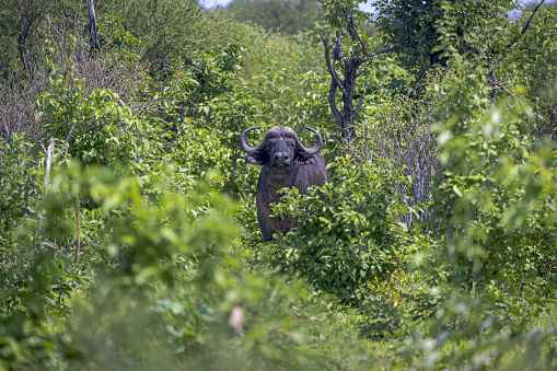African buffalo in a lush, dense and low forest in the Okavango National Park in Botswana