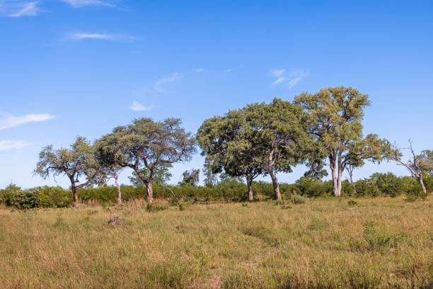 Beautiful Savannah pictures from Zimbabwe; colorful plants and bushes on a sunny day