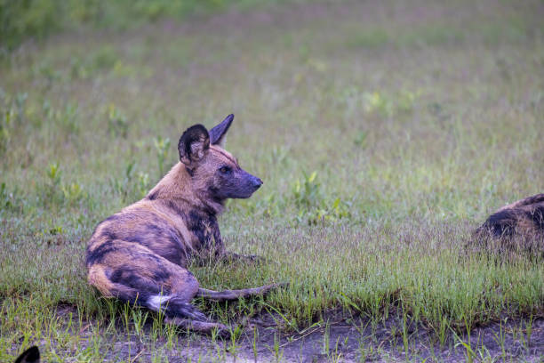 African wild dog laying down resting after the successful hunt in the Okavango National Park in Botswana