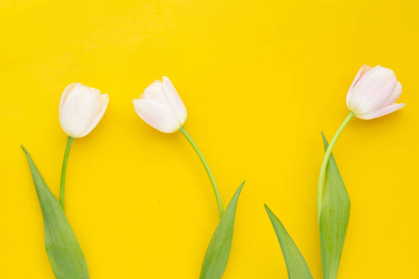 istock White pink tulips on yellow background. 1456576163