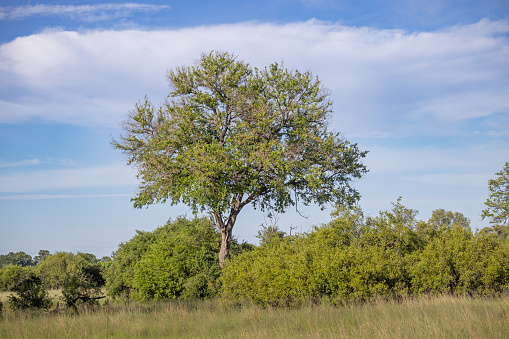 Lush freestanding tree on the savannah at the Okavango National Park in Botswana