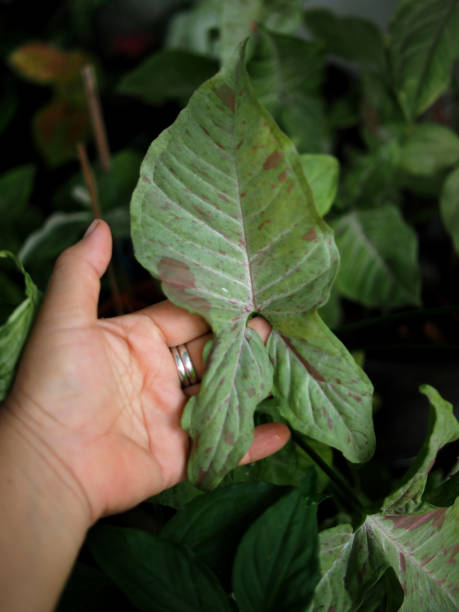 istock house plants in pot and vareigated leafe 1456576485
