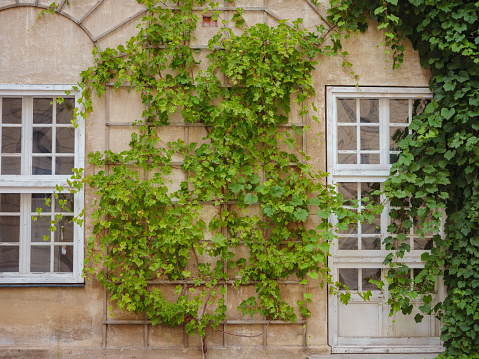 facade of a residential building with green plants. old european house in Munich city, Germany.