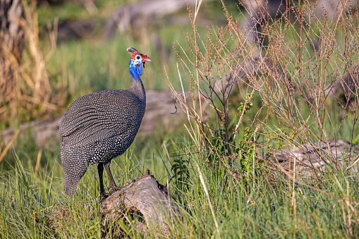 Guinea fowl in the grass on a early morning on the savannah in the Okavango National Park in Botswana