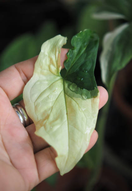 istock house plants in pot and vareigated leafe 1456576558