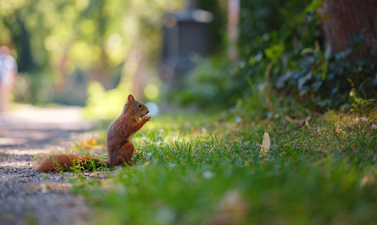 Cute squirrel in a park in Munich, Germany summer travel to Europe. Wildlife in green park. Sciurus vulgaris.