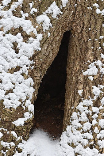 Ground-level tree cavity in snow, shelter for an animal like a raccoon or porcupine. Northern red oak in the deep woods of Connecticut's Northwest Hills, winter.