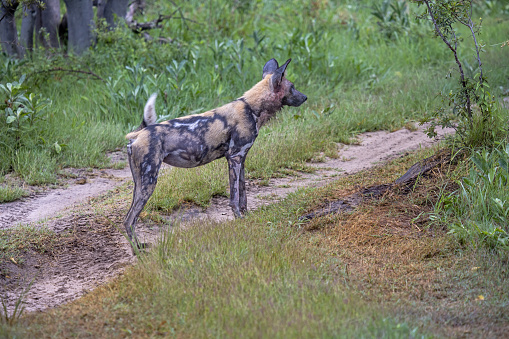 Standing African wild dog after the successful hunt in the Okavango National Park in Botswana