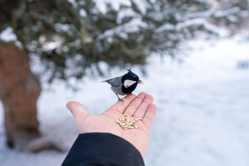 Man feeding titmouse in the winter woods
