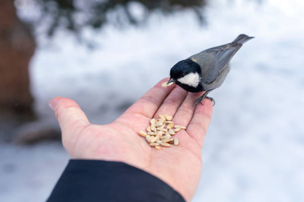 Man feeding titmouse in the winter woods