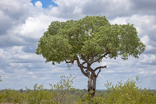 Cottonwood Tree at Murie Family Park at Jackson (Jackson Hole) in Teton County, Wyoming