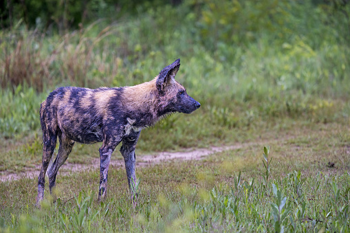 Standing African wild dog after the successful hunt in the Okavango National Park in Botswana