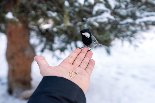 Man feeding titmouse in the winter woods