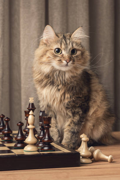 istock Cat for a party in chess 1456578139