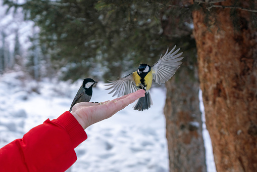 A woman feeds songbirds in the winter woods