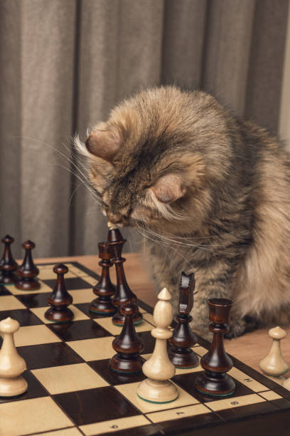 istock Cat for a party in chess 1456578188