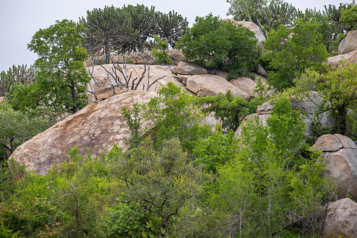 Large rock in the lush bushveld landscape in the Kruger National Park in South Africa