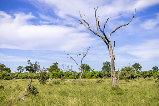 Dead tree on the savannah plain area at the Okavango National Park in Botswana