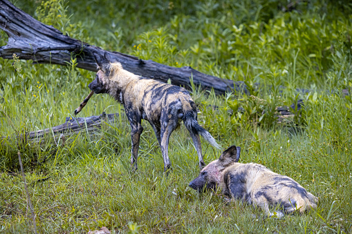 Small group of African wild dogs eating the last of a killed young impala antelope in the Okavango National Park in Botswana