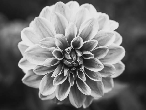 istock single orange Dahlia flower with bokeh background 1456578424
