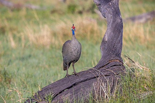 Guinea fowl standing on a branch of a dead tree on the savannah in the Okavango National Park in Botswana
