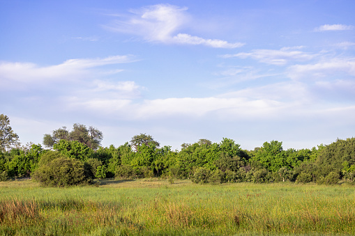 Typical flat savannah landscape in the Okavango National Park in Botswana