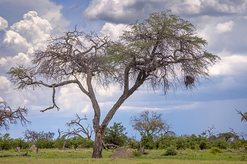 Dead tree on the savannah plain area at the Okavango National Park in Botswana