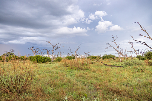 drought and deforestation in the Brazilian Cerrado