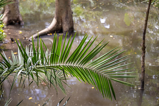Palm leaf over a water hole in the outskirts of the Kruger National Park in South Africa