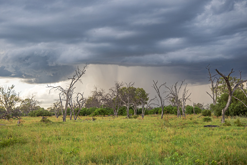 A large rainstorm is approaching over the flat savannah in the Okavango National Park in Botswana