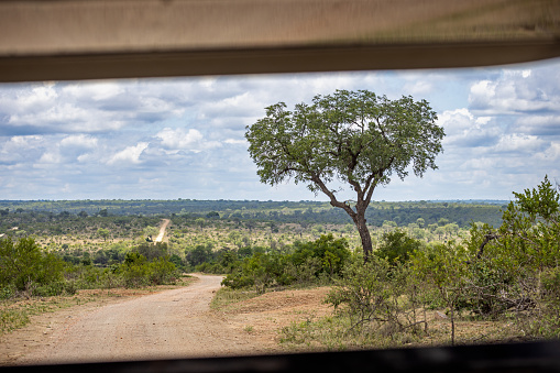 A panoramic view of a country road through Kalahari desert. Shot close to the Botswana and Namibian borders, flanked by camel thorn trees, thorn bushes and green primary grasses after an excellent rainy season.