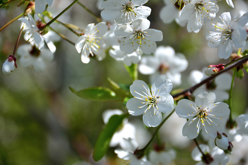 white flowers of blooming apple tree in the garden, macro