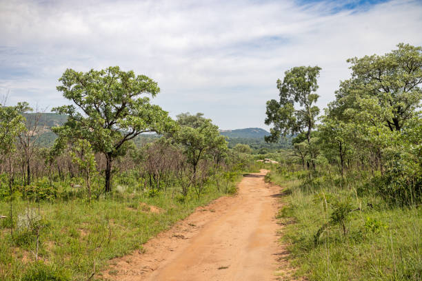 Dirt road leading through the bush landscape in the Kruger National Park in South Africa