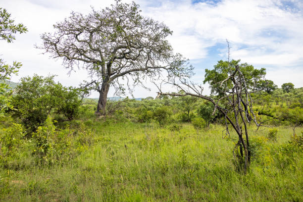 Olifants River / Olifants River /
