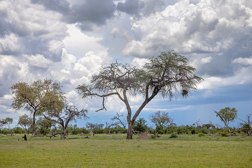 Lush freestanding tree on the savannah at the Okavango National Park in Botswana