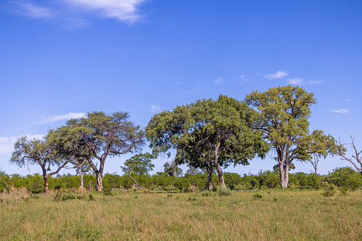 Trees on the flat savannah area in the Okavango National Park in Botswana