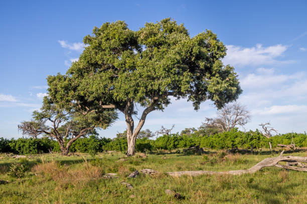 Lush freestanding tree on the savannah at the Okavango National Park in Botswana