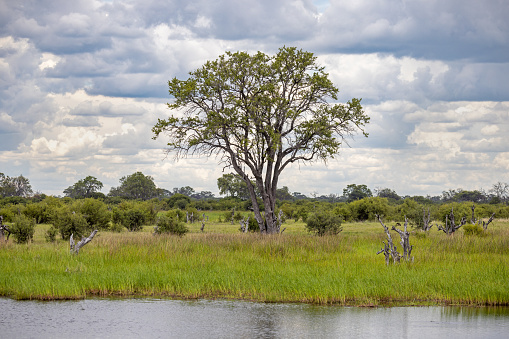 Lush freestanding tree on the savannah at the Okavango National Park in Botswana