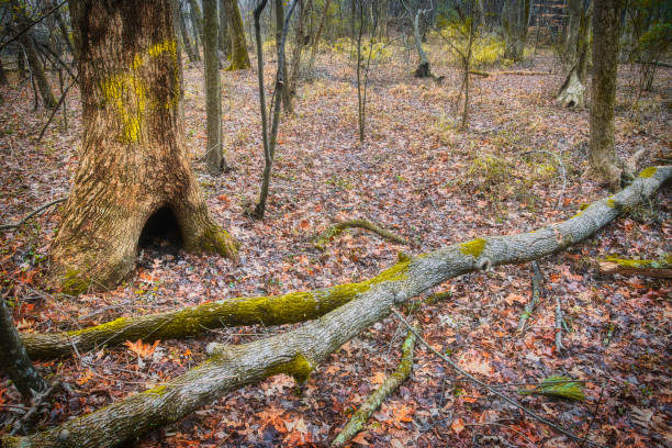 istock Lake Benson Park Tree Hollow and Log 1456581204