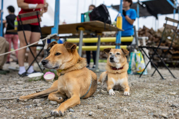 Dogs and people in the field