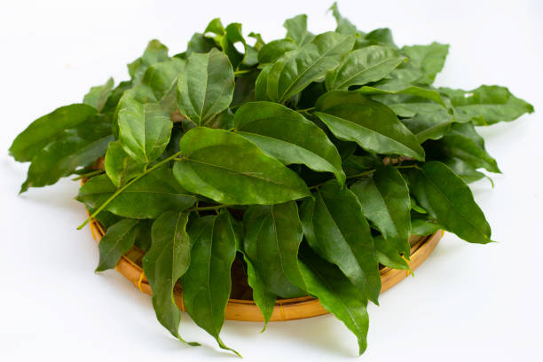 istock Fresh tiliacora triandra green leaves 1456582651